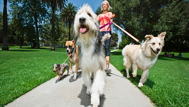 NYC Dog Walkers
